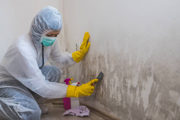 Why You Should Choose Our Mold Remediation Services in Mayville, ND